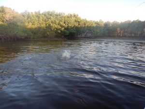 Yucatan Tarpon Fishing Season